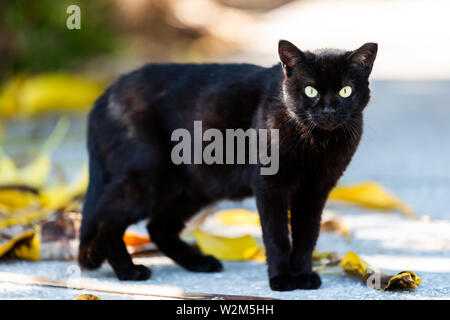 Streunenden schwarzen Fell Katze mit grünen Augen starrte auf Bürgersteig Straße in Sarasota, Florida, Angst Gesicht und Laub auf dem Boden Stockfoto