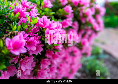 Makro Nahaufnahme von vielen rosa Rhododendron Blumen übersicht Nahaufnahme von Textur mit grünen Blättern im Garten Park Stockfoto