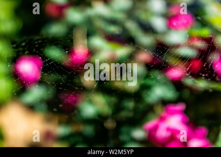 Rosa Blumen bokeh Hintergrund im Garten im Hinterhof mit bunten pulsierende lebendige Blüten Nahaufnahme auf Bush und Vordergrund detail Textur von Spider web Stockfoto