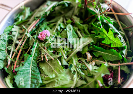 Topf gefüllt mit wilden grünen Löwenzahnblätter und Pink clover Blumen für Gesundheit Nahaufnahme, Detail und Textur Stockfoto