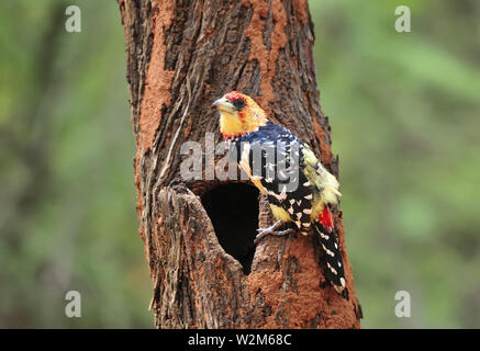 Crested barbet fotografiert in Botswana. Stockfoto