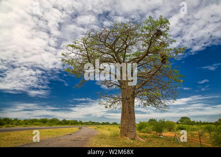 Baobab Baum photogrphed in Botswana. Stockfoto