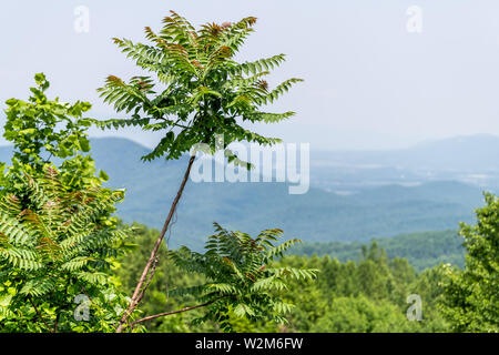 Sumac Werk in Shenandoah Blue Ridge Appalachian mountains Auf dem Skyline Drive vorne, mit Blick auf den Horizont und sanften Hügeln Stockfoto