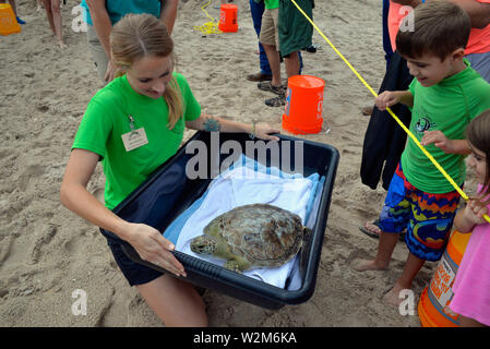 Melbourne Beach, Florida, USA. Juli 9, 2019. Nach einem Aufenthalt an der Brevard Zoo Sea Turtle Healing Center, juvenile Grüne Meeresschildkröte Kona wurde in den Atlantischen Ozean durch eine Partnerschaft mit dem Barrier Island Center zurück. Mit der Zulassung zu den Healing Center am 7. April, Kona erschienen lethargisch, in Bewuchs bedeckt war und hatte Mühe, die unter Wasser. Dieses Meer Schildkröte war mit Medikamenten, Flüssigkeiten und nahrhafte Lebensmittel durch Zoo Mitarbeiter und Freiwilligen behandelt. Kredit Julian Porree/Alamy leben Nachrichten Stockfoto