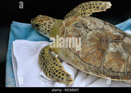 Melbourne Beach, Florida, USA. Juli 9, 2019. Nach einem Aufenthalt an der Brevard Zoo Sea Turtle Healing Center, juvenile Grüne Meeresschildkröte Kona wurde in den Atlantischen Ozean durch eine Partnerschaft mit dem Barrier Island Center zurück. Mit der Zulassung zu den Healing Center am 7. April, Kona erschienen lethargisch, in Bewuchs bedeckt war und hatte Mühe, die unter Wasser. Dieses Meer Schildkröte war mit Medikamenten, Flüssigkeiten und nahrhafte Lebensmittel durch Zoo Mitarbeiter und Freiwilligen behandelt. Kredit Julian Porree/Alamy leben Nachrichten Stockfoto