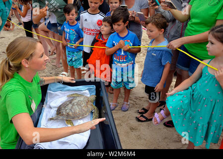 Melbourne Beach, Florida, USA. Juli 9, 2019. Nach einem Aufenthalt an der Brevard Zoo Sea Turtle Healing Center, juvenile Grüne Meeresschildkröte Kona wurde in den Atlantischen Ozean durch eine Partnerschaft mit dem Barrier Island Center zurück. Mit der Zulassung zu den Healing Center am 7. April, Kona erschienen lethargisch, in Bewuchs bedeckt war und hatte Mühe, die unter Wasser. Dieses Meer Schildkröte war mit Medikamenten, Flüssigkeiten und nahrhafte Lebensmittel durch Zoo Mitarbeiter und Freiwilligen behandelt. Kredit Julian Porree/Alamy leben Nachrichten Stockfoto