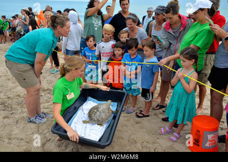 Melbourne Beach, Florida, USA. Juli 9, 2019. Nach einem Aufenthalt an der Brevard Zoo Sea Turtle Healing Center, juvenile Grüne Meeresschildkröte Kona wurde in den Atlantischen Ozean durch eine Partnerschaft mit dem Barrier Island Center zurück. Mit der Zulassung zu den Healing Center am 7. April, Kona erschienen lethargisch, in Bewuchs bedeckt war und hatte Mühe, die unter Wasser. Dieses Meer Schildkröte war mit Medikamenten, Flüssigkeiten und nahrhafte Lebensmittel durch Zoo Mitarbeiter und Freiwilligen behandelt. Kredit Julian Porree/Alamy leben Nachrichten Stockfoto