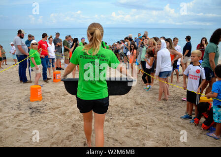 Melbourne Beach, Florida, USA. Juli 9, 2019. Nach einem Aufenthalt an der Brevard Zoo Sea Turtle Healing Center, juvenile Grüne Meeresschildkröte Kona wurde in den Atlantischen Ozean durch eine Partnerschaft mit dem Barrier Island Center zurück. Mit der Zulassung zu den Healing Center am 7. April, Kona erschienen lethargisch, in Bewuchs bedeckt war und hatte Mühe, die unter Wasser. Dieses Meer Schildkröte war mit Medikamenten, Flüssigkeiten und nahrhafte Lebensmittel durch Zoo Mitarbeiter und Freiwilligen behandelt. Kredit Julian Porree/Alamy leben Nachrichten Stockfoto