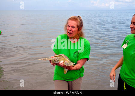 Melbourne Beach, Florida, USA. Juli 9, 2019. Nach einem Aufenthalt an der Brevard Zoo Sea Turtle Healing Center, juvenile Grüne Meeresschildkröte Kona wurde in den Atlantischen Ozean durch eine Partnerschaft mit dem Barrier Island Center zurück. Mit der Zulassung zu den Healing Center am 7. April, Kona erschienen lethargisch, in Bewuchs bedeckt war und hatte Mühe, die unter Wasser. Dieses Meer Schildkröte war mit Medikamenten, Flüssigkeiten und nahrhafte Lebensmittel durch Zoo Mitarbeiter und Freiwilligen behandelt. Kredit Julian Porree/Alamy leben Nachrichten Stockfoto