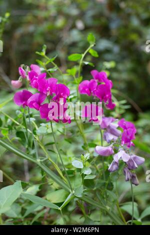 Lathyrus latifolius (breitblättrige Sweet pea) Blumen, in der Nähe auf. Stockfoto