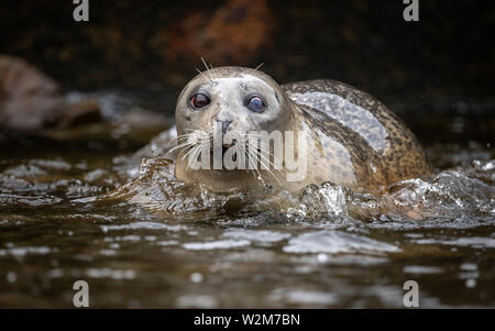 Dichtung in der Wasser Stockfoto