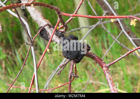 Schwarze Knoten Krankheit wächst an einem Kirschbaum Stockfoto