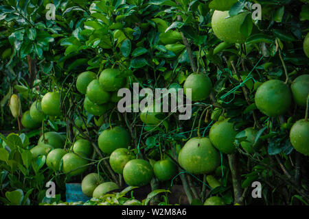 Süße Malta beliebte Zitrone, Orange, Malta Obst Pflanze Garten in Bangladesch Stockfoto