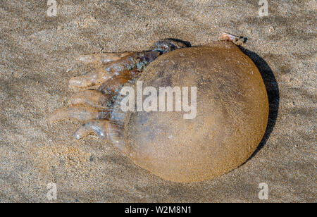 Eine tote Quallen am Strand mit Sand bedeckt. Stockfoto