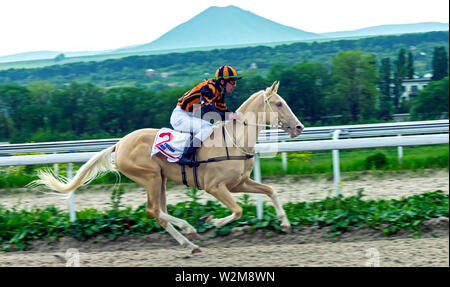 Pferderennen in Pyatigorsk, nördlichen Kaukasus, Russland. Stockfoto