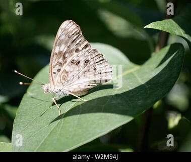 Perlige Holz Nymphe Schmetterling auf einem Blatt Stockfoto