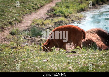 Bison Kalb weiden Neben seiner Mutter Stockfoto