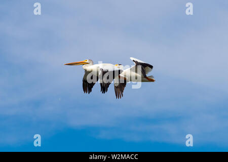 Zwei fliegende nicht-brütende Erwachsene American White Pelicans (Pelecanus erythrorhynchos) Beaumont, Alberta, Kanada. Stockfoto