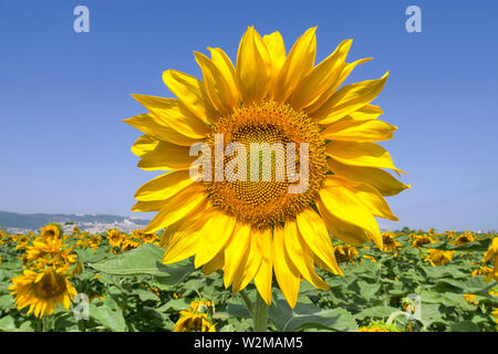 Große Sonnenblumen in voller Blüte, Close-up-Bild. Stockfoto