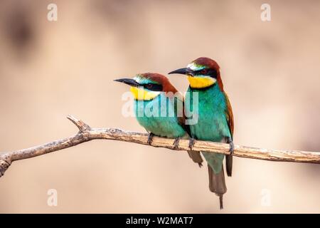 Bienenfresser (Merops apiaster), Paar sitzt auf Zweig, Pusztaszer, Ungarn Stockfoto