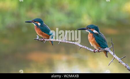 Eisvögel (Alcedo atthis), junge Vögel zusammen auf Ausblenden sitzen, Biosphärenreservat Mittlere Elbe, Sachsen-Anhalt, Deutschland Stockfoto