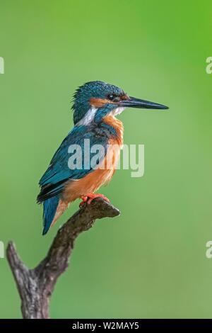 Eisvögel (Alcedo atthis), männlich auf versteckten, Biosphärenreservat Mittlere Elbe, Sachsen-Anhalt, Deutschland Stockfoto