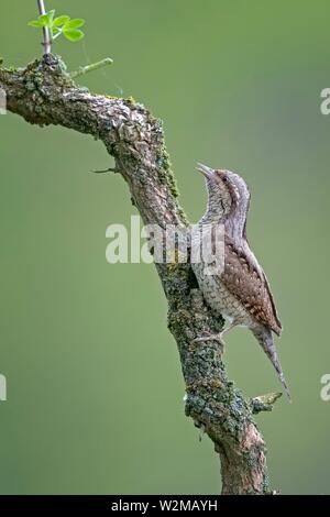 Eurasischen Wendehals (Jynx torquilla), Berufung, in der Filiale getarnt, Biosphärenreservat Mittlere Elbe, Sachsen-Anhalt, Deutschland Stockfoto
