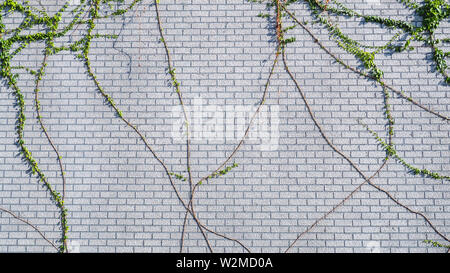 Kletterwand von Ivy. auf weißem Hintergrund. Grüne Efeu. Kriechgang klettern Anlage hängen von oben. Garten Dekoration Efeu Reben Stockfoto