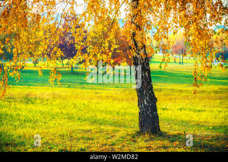 Einsame Birke im Herbst Park Stockfoto