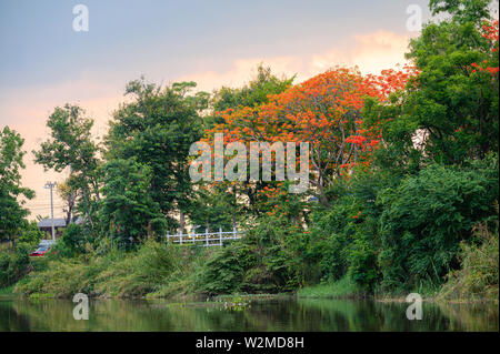 Die flamme Baum im Park am Teich am Abend Stockfoto