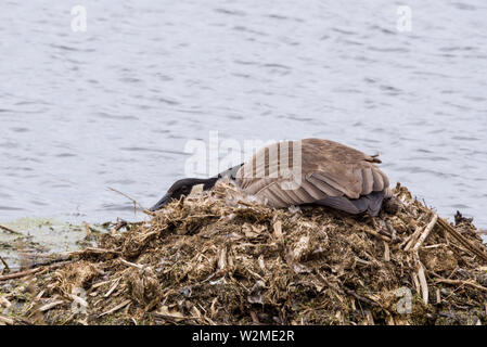 Kanadagans (Branta canadensis), Nesting Stockfoto