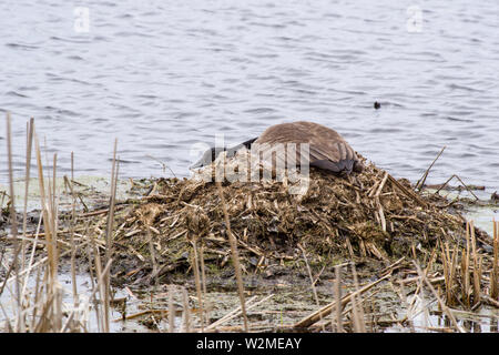 Kanadagans (Branta canadensis), Nesting Stockfoto