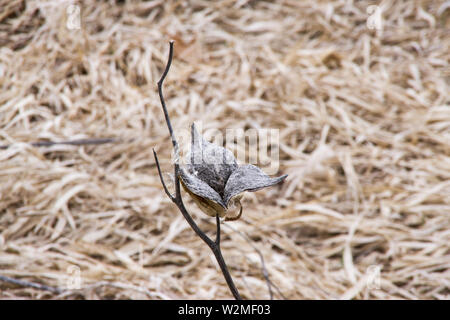Gemeinsame Seidenpflanze (Asclepias syriaca) Stockfoto