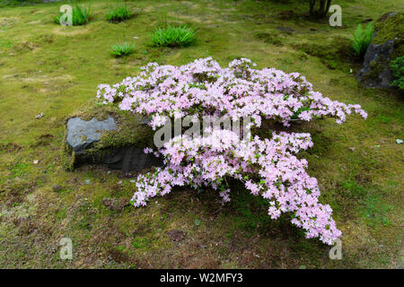 In der Nähe eines schönen blühenden Rhododendron Bush mit rosa Blütenblätter auf Moos bedeckt in einem japanischen Garten. Stockfoto