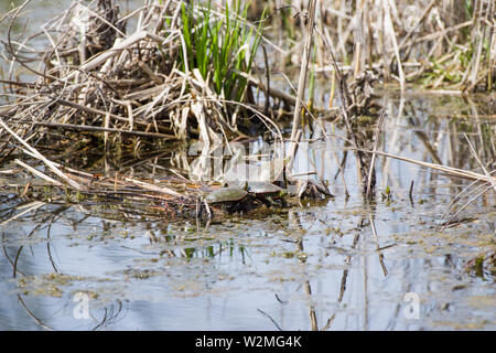 Wstern gemalte Schildkröte (Chrysemys picta bellii) Stockfoto