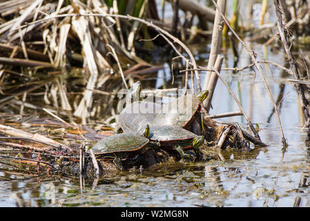 Wstern gemalte Schildkröte (Chrysemys picta bellii) Stockfoto