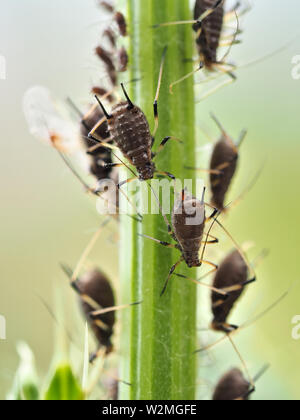 Blattläuse auf einem Pflanzenstängel Stockfoto