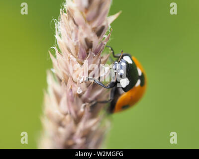 Coccinella septempunctata - Siebenfleckiger Marienkäfer Stockfoto