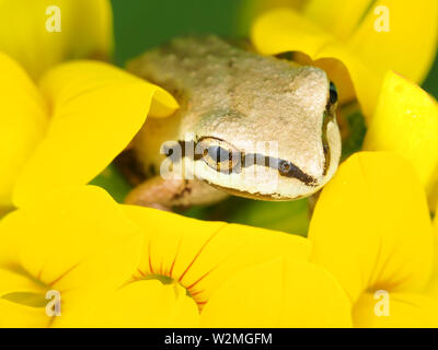 Winzige Pacific Tree Frog (Pseudacris regilla) sitzen in einem Blume Stockfoto