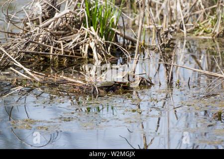 Wstern gemalte Schildkröte (Chrysemys picta bellii) Stockfoto