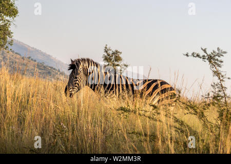 Burchels Zebra wandern im hohen Gras Stockfoto