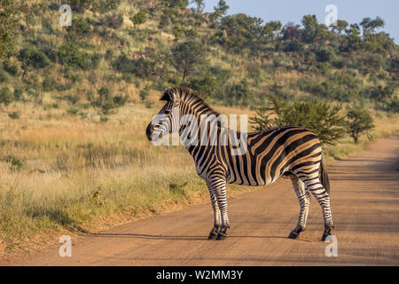 Burchels Zebra stehend auf einem Feldweg im Pilanesberg National Park Stockfoto