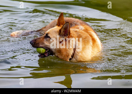 Northampton GROSSBRITANNIEN. 10. Juli 2019. Wetter. Abington Park. Ein Deutscher Schäferhund Hund die meisten der See zum Bootfahren bilden für eine Abkühlung und Spaß. Credit: Keith J Smith./Alamy leben Nachrichten Stockfoto