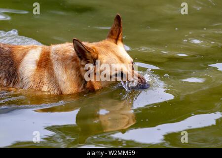 Northampton GROSSBRITANNIEN. 10. Juli 2019. Wetter. Abington Park. Ein Deutscher Schäferhund Hund die meisten der See zum Bootfahren bilden für eine Abkühlung und Spaß. Credit: Keith J Smith./Alamy leben Nachrichten Stockfoto