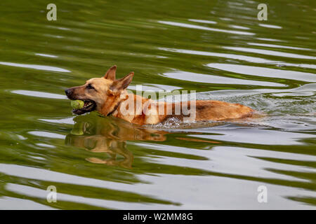 Northampton GROSSBRITANNIEN. 10. Juli 2019. Wetter. Abington Park. Ein Deutscher Schäferhund Hund die meisten der See zum Bootfahren bilden für eine Abkühlung und Spaß. Credit: Keith J Smith./Alamy leben Nachrichten Stockfoto