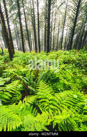 Samuel H Boardman State Park ist in Oregon, Westküste, Vereinigten Staaten von Amerika, Reisen, USA, Abenteuer, Landschaft, Regenwald, Pazifischer Ozean Stockfoto