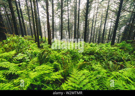 Samuel H Boardman State Park ist in Oregon, Westküste, Vereinigten Staaten von Amerika, Reisen, USA, Abenteuer, Landschaft, Regenwald, Pazifischer Ozean Stockfoto