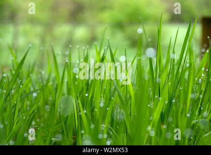 Leichter Regen auf Blades von grünem Gras, Exmoor, Somerset Stockfoto