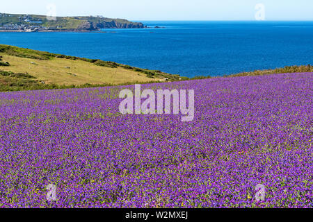 Vipers bugloss wächst die Felder um bosigran auf der westlichen Spitze von Cornwall, England, Großbritannien, Großbritannien. Stockfoto