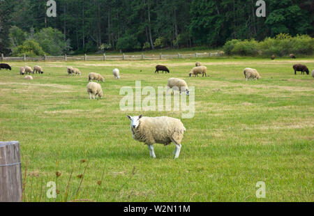 Schafe auf den Feldern der Ruckle Heritage Farm auf Salt Spring Island. In Ruckle Provincial Park, British Columbia, Kanada. Salt Spring Island, BC. Stockfoto